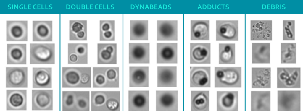Particle images MFI FlowCam CBMPs ATMPs CAR T-Cells